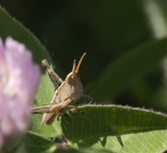 Chloealtis conspersa