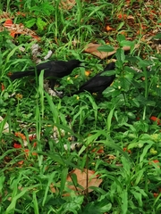 Quiscalus niger