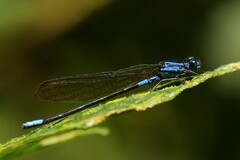 Argia terira