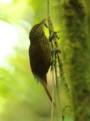 Syndactyla subalaris