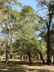 Gleditsia amorphoides