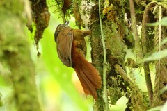 Syndactyla subalaris