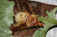 Goniops