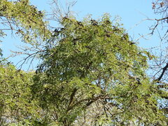 Gleditsia amorphoides