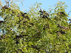 Gleditsia amorphoides