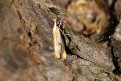 Catoptria pinella