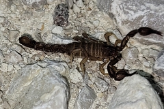 Pseudouroctonus