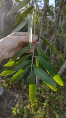 Sapium haematospermum