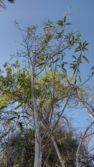 Sapium haematospermum