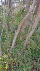 Sapium haematospermum