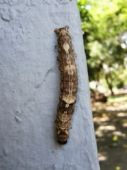 Lepidoptera
