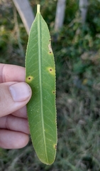 Sapium haematospermum