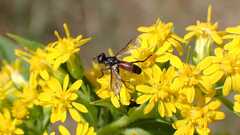 Cylindromyia pusilla