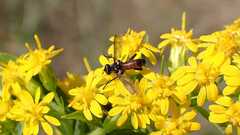 Cylindromyia pusilla