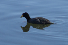 Fulica ardesiaca