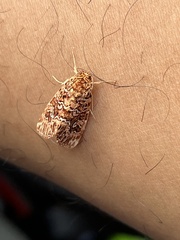 Callopistria granitosa