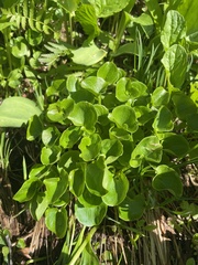 Parnassia fimbriata
