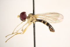 Nephrocerus