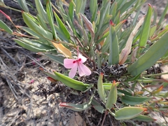 Pelargonium lanceolatum