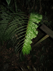 Blechnum cordatum
