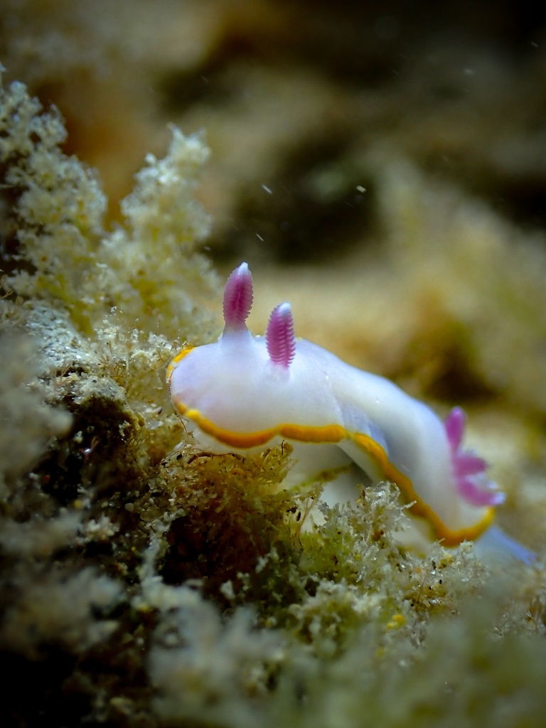 Photo of Purple doris (Felimida purpurea)