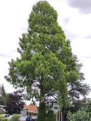 Metasequoia glyptostroboides