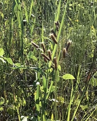 Fimbristylis caroliniana