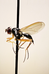 Tanypeza