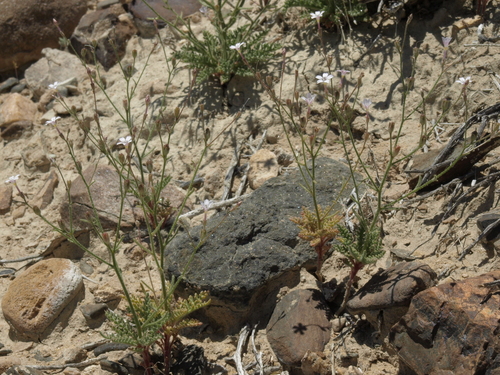desert pale gilia (Aliciella hutchinsifolia)
