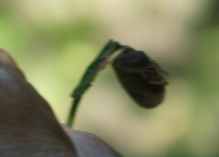 Himatolabus pubescens