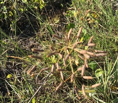 Fimbristylis caroliniana