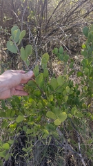 Maytenus vitis-idaea