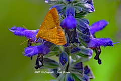 Pyrausta bicoloralis