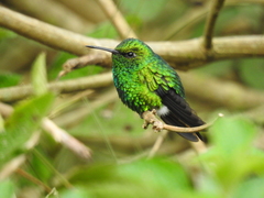 Chlorostilbon gibsoni