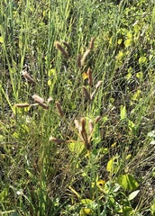 Fimbristylis caroliniana