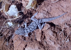 Tarentola fascicularis