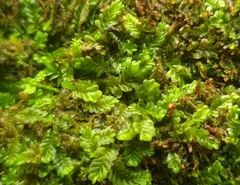 Liochlaena lanceolata