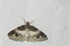 Hydrelia lucata