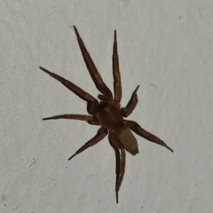 Araneae