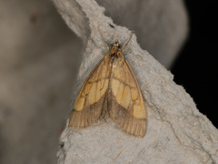 Evergestis limbata