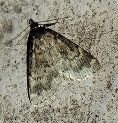 Idia occidentalis