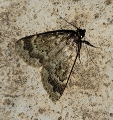 Idia occidentalis