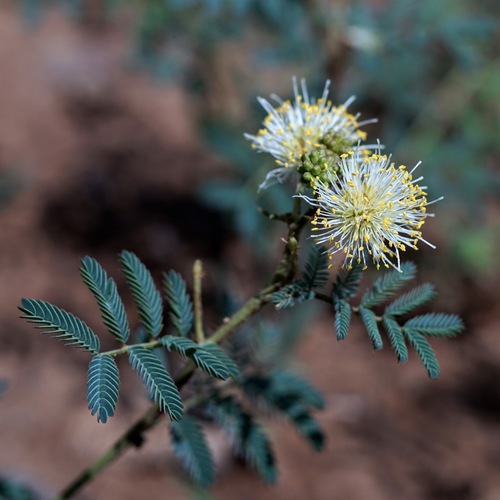 Image of Desmanthus cooleyi by (c) Andrew Tree, some rights reserved (CC BY)