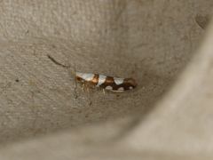 Argyresthia brockeella
