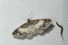 Hydrelia condensata