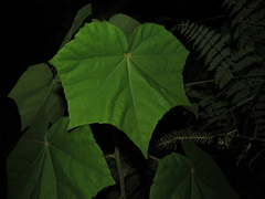 Heliocarpus americanus