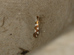 Argyresthia brockeella