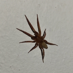 Araneae