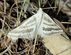 Euaspilates spinataria