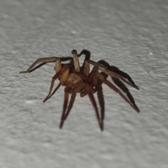 Araneae